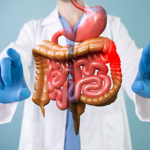 Doctor holding an anatomical model of the digestive tract