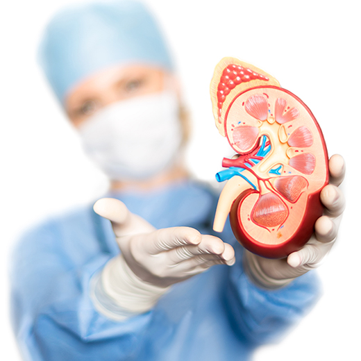 Clinician presenting a cross-section model of a kidney