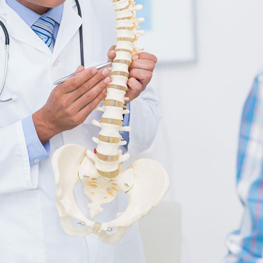 Doctor holding an anatomical model of the spine and pelvis
