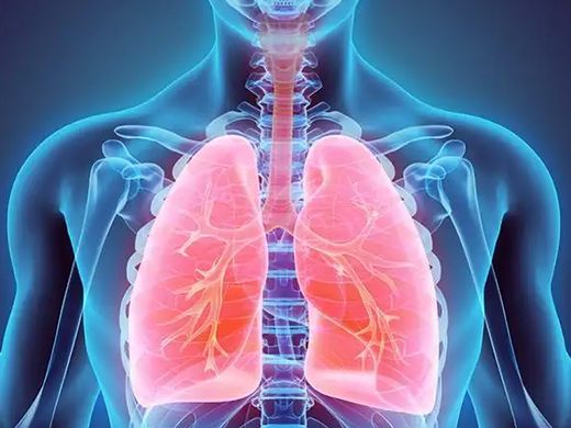 Illustration of human lungs, respiratory care at Bluebell Hospital